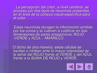 La percepción del color, a nivel cerebral, se
procesa por dos tipos de neuronas presentes
en el área de la corteza visual específica para
el color.

Estas neuronas recogen la información emitida
por los conos y la vuelven a codificar en dos
dimensiones de pares antagónicos: ROJO
-VERDE y AZUL - AMARILLO.

O dicho de otra manera, estas células se
excitan o inhiben ante la mayor intensidad de
la señal del ROJO frente al VERDE y del AZUL
frente a la SUMA DE ROJO y VERDE.
 