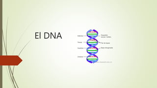 El DNA
 