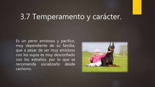 3.7 Temperamento y carácter.
Es un perro amistoso y pacifico,
muy dependiente de su familia,
que a pesar de ser muy amistoso
con los suyos es muy desconfiado
con los extraños, por lo que se
recomienda socializarlo desde
cachorro.
 