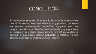 CONCLUSIÓN
En conclusión, se pude observar a lo largo de la investigación
que el Doberman tiene características muy positivas, podemos
ver que es un perro muy afectivo, cariñoso y juguetón, pero con
un gran sentido de protección hacia su familia y que gracias a
su cuerpo y su energía hacen de este animal un verdadero
guardián al que pocos estarían dispuestos a enfrentar ya que
con su sola presencia impone un gran respeto.
 