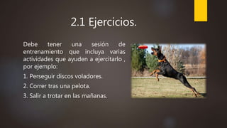 2.1 Ejercicios.
Debe tener una sesión de
entrenamiento que incluya varias
actividades que ayuden a ejercitarlo ,
por ejemplo:
1. Perseguir discos voladores.
2. Correr tras una pelota.
3. Salir a trotar en las mañanas.
 