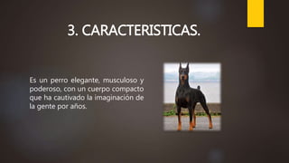 3. CARACTERISTICAS.
Es un perro elegante, musculoso y
poderoso, con un cuerpo compacto
que ha cautivado la imaginación de
la gente por años.
 