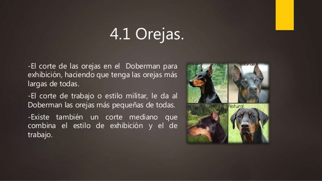 corte de orejas doberman el doberman corte de orejas doberman el doberman