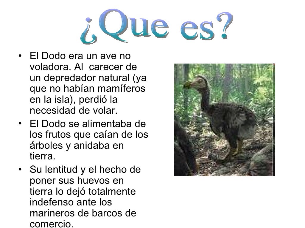 El Dodo