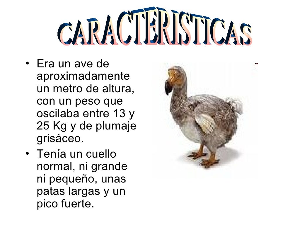 El Dodo