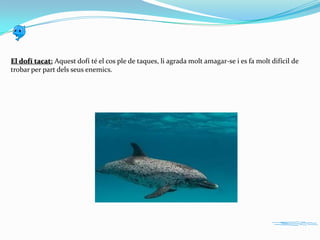 El dofí tacat: Aquest dofí té el cos ple de taques, li agrada molt amagar-se i es fa molt difícil de
trobar per part dels seus enemics.

 