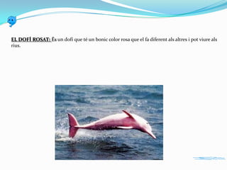 EL DOFÍ ROSAT: És un dofí que té un bonic color rosa que el fa diferent als altres i pot viure als
rius.

 