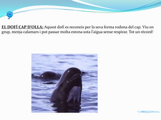 EL DOFÍ CAP D'OLLA: Aquest dofí es reconeix per la seva forma rodona del cap. Viu en
grup, menja calamars i pot passar molta estona sota l'aigua sense respirar. Tot un rècord!

 