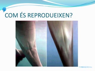 COM ÉS REPRODUEIXEN?

 