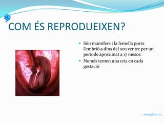 COM ÉS REPRODUEIXEN?
 Són mamífers i la femella porta

l‘embrió a dins del seu ventre per un
període aproximat a 17 mesos.
 Només temen una cria en cada
gestació

 