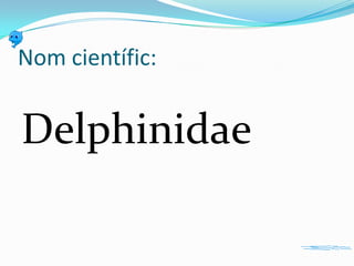 Nom científic:

Delphinidae

 