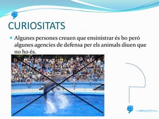 CURIOSITATS
 Algunes persones creuen que ensinistrar és bo peró

algunes agencies de defensa per els animals diuen que
no ho és.

 