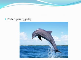  Poden pesar 350 kg

 