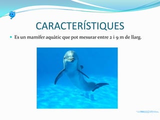 CARACTERÍSTIQUES
 Es un mamífer aquàtic que pot mesurar entre 2 i 9 m de llarg.

 