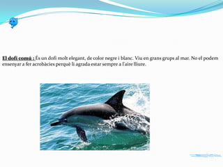 El dofí comú : És un dofí molt elegant, de color negre i blanc. Viu en grans grups al mar. No el podem
ensenyar a fer acrobàcies perquè li agrada estar sempre a l'aire lliure.

 