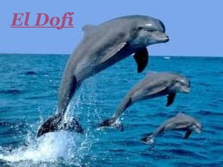 El Dofí
 