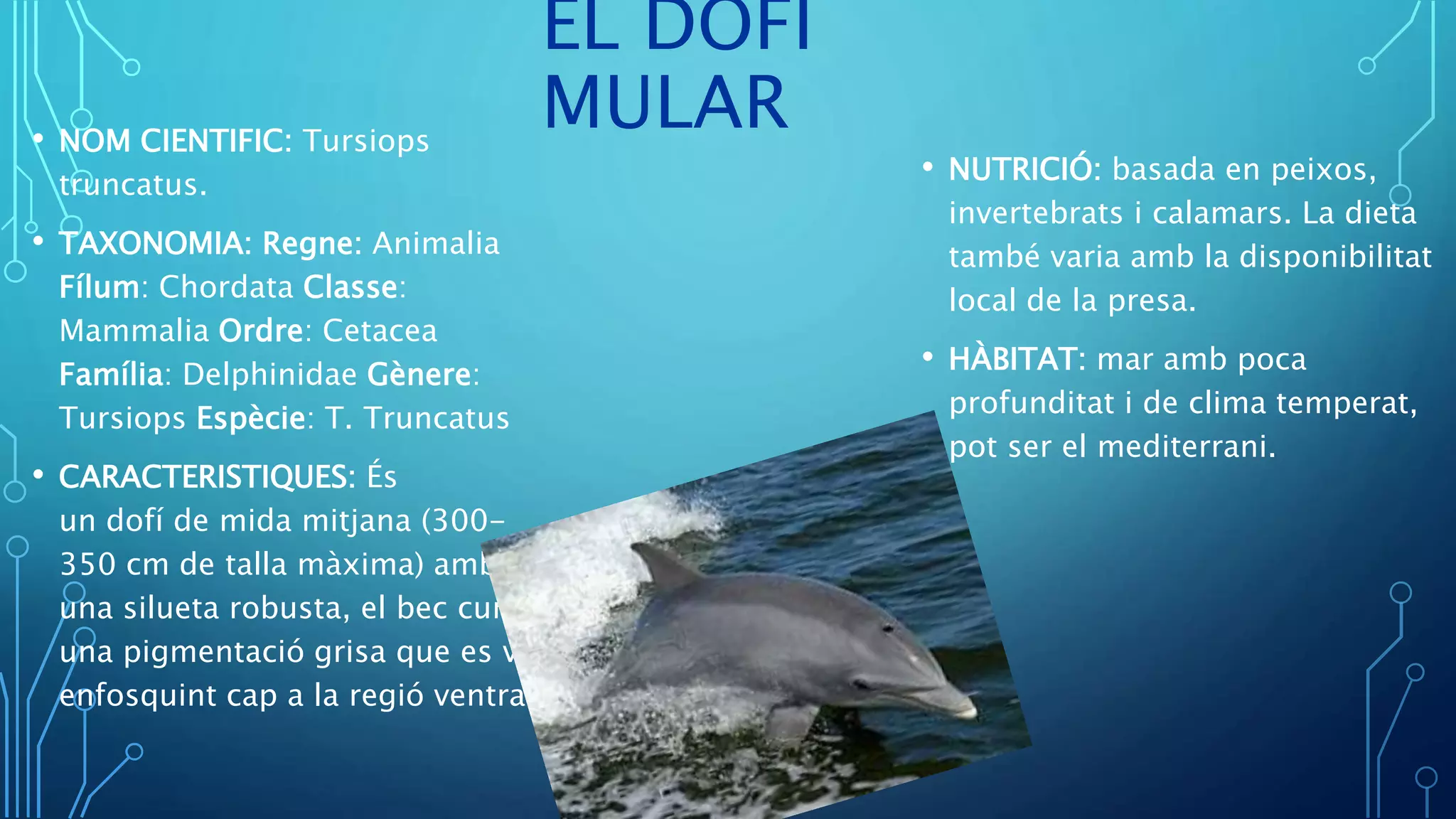 Datos De Delfín Mular, Dieta, Hábitat E Imágenes En Animalia.Bio – YYEY