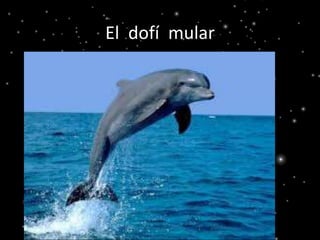 El dofí mular
 
