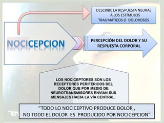 DESCRIBE LA RESPUESTA NEURAL
A LOS ESTÍMULOS
TRAUMÁTICOS O DOLOROSOS
PERCEPCIÓN DEL DOLOR Y SU
RESPUESTA CORPORAL
“TODO LO NOCICEPTIVO PRODUCE DOLOR ,
NO TODO EL DOLOR ES PRODUCIDO POR NOCICEPCION”
LOS NOCICEPTORES SON LOS
RECEPTORES PERIFÉRICOS DEL
DOLOR QUE POR MEDIO DE
NEUROTRANSMISORES ENVÍAN SUS
MENSAJES HACIA LA VÍA CENTRAL.
 