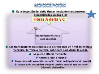 Es la detección del daño tisular mediante transductores
especializados unidos a las
Los transductores nociceptivos se activan ante un nivel de energía
mecánica, térmica o química, suficiente para dañar la célula.
Se puede alterar mediante :
Anestesia local o regional
Bloqueantes de los canales de sodio (Evitan la despolarización axonal)
Modulación descendete desde el cerebro hasta el asta posterior
(hipnosis, distracción)
Transmiten señales al
asta posterior
Fibras A delta y C
 