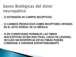  2) EXTENSIÓN DE CAMPOS RECEPTIVOS
 3) CAMBIOS PRODUCIDOS SOBRE RECEPTORES OPIOIDES
EN EL ASTA DORSAL DE LA MÉDULA
 4) EN CONDICIONES NORMALES LAS FIBRAS
NOCICEPTIVAS ESTÁN INACTIVAS, LUEGO DE LESIONES,
INCLUSO MICROSPÓPICAS ESTAS FIBRAS PUEDEN
COMENZAR A DISPARAR ESPONTÁNEAMENTE
 