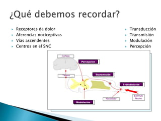  Receptores de dolor
 Aferencias nociceptivas
 Vías ascendentes
 Centros en el SNC
 Transducción
 Transmisión
 Modulación
 Percepción
Percepción
Transmisión
Transducción
Estímulo
Nocivo
Modulación
Nociceptor
Tálamo
Corteza
 