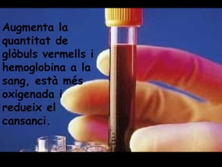 Augmenta la quantitat de glòbuls vermells i hemoglobina a la sang, està més oxigenada i redueix el cansanci. 