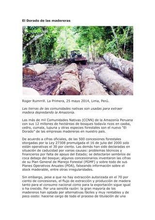 El Dorado de las madereras
Roger Rumrrill. La Primera, 25 mayo 2014, Lima, Perú.
Las tierras de las comunidades nativas son usadas para extraer
madera depredando la Amazonía.
Las más de mil Comunidades Nativas (CCNN) de la Amazonía Peruana
con sus 12 millones de hectáreas de bosques todavía ricos en caoba,
cedro, cumala, lupuna y otras especies forestales son el nuevo “El
Dorado” de las empresas madereras en nuestro país.
De acuerdo a cifras oficiales, de las 500 concesiones forestales
otorgadas por la Ley 27308 promulgada el 16 de julio del 2000 solo
están operativas el 30 por ciento. Las demás han sido declaradas en
situación de caducidad por varias causas: problemas técnicos y
financieros por falta de apoyo del Estado; se detectaron sembríos de
coca debajo del bosque; algunos concesionarios inventaron las cifras
de su Plan General de Manejo Forestal (PGMF) y sobre todo de sus
Planes Operativos Anuales (POA), falseando información sobre el
stock maderable, entre otras irregularidades.
Sin embargo, pese a que no hay extracción autorizada en el 70 por
ciento de concesiones, el flujo de extracción y producción de madera
tanto para el consumo nacional como para la exportación sigue igual
o ha crecido. Por una sencilla razón: la gran mayoría de los
madereros han optado por alternativas fáciles y muy rentables y de
poco costo: hacerse cargo de todo el proceso de titulación de una
 