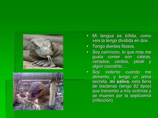 Mi lengua es bífida, como veis la tengo dividida en dos.Tengo dientes filosos.Soy carnívoro, lo que más me gusta comer son cabras, venados, cerdos, jabalí y algún cocodrilo…Soy violento cuando me alimento, y tengo un arma secreta, mi saliva, esta llena de bacterias (tengo 82 tipos) que transmito a mis victimas y se mueren por la septicemia (infección).