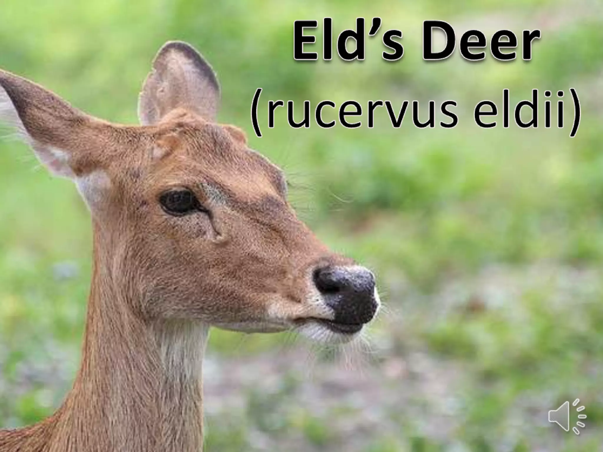 Elds deer presentation | PPTX