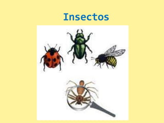 Insectos
 