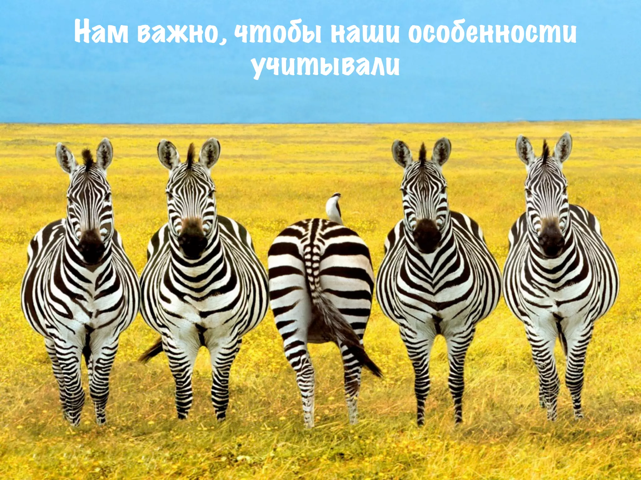 Нам важно, чтобы наши особенности
            учитывали
 