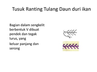 Tusuk Ranting Tulang Daun duri ikan

Bagian dalam sengkelit
berbentuk V dibuat
pendek dan tegak
lurus, yang
keluar panjang dan
serong
 