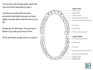 You are born with 20 baby teeth. Most kids have all of their baby teeth by age 3.  You lose your baby teeth and grow permanent adult teeth because you need bigger, stronger teeth to last the rest of your life.  People get 32 adult teeth. They can last a lifetime if you take good care of them. All 32 adult teeth usually come in by age 21.  