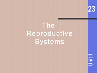 23
Unit1
TheThe
ReproductiveReproductive
SystemsSystems
 