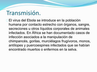 Transmisión.
El virus del Ebola se introduce en la población
humana por contacto estrecho con órganos, sangre,
secreciones u otros líquidos corporales de animales
infectados. En África se han documentado casos de
infección asociados a la manipulación de
chimpancés, gorilas, murciélagos frugívoros, monos,
antílopes y puercoespines infectados que se habían
encontrado muertos o enfermos en la selva.
 