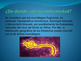 Se considera que los murciélagos frugívoros, en
particular Hypsignathus monstrosus, Epomops franqueti
y Myonycteris torquata, son posiblemente los huéspedes
naturales del virus del Ebola en África. Por ello, la
distribución geográfica de los Ebolavirus puede coincidir
con la de dichos murciélagos.
 