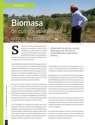 40
Nº184|julio2015|www.revistaelectricidad.cl|www.sustentare.cl
Informe Técnico
S
En mercado nacional
Biomasa
de cultivos energéticos
busca su espacio
Actualmente se ejecutan pruebas
piloto para usar este tipo de
combustible para la generación
eléctrica.
ibienaúnnoexistenproyectosdegeneración
eléctrica con biomasa que utilicen cultivos
energéticos, conocidos también como plan-
tacionesdendroenergéticas,estaaplicación
paraERNCestáincubandoiniciativaspúblico-
privadas de investigación y desarrollo para constituirse como
una alternativa en el mercado nacional.
CristiánMalebrán,analistadelCentroNacionalparalaInnova-
ción y Fomento de las Energías Sustentables (Cifes), explica
a Revista ELECTRICIDAD que este tipo de cultivos son todos
aquellosquesedesarrollanexclusivamenteparagenerarener-
gía y que no son residuos forestales (como ocurre en el caso
delabiomasanatural).“Loscultivossedestinanaunacaldera
que funcionan con ciclos de vapor para accionar una turbina
que produce electricidad”, precisa el especialista.
De acuerdo al estudio “Evaluación del Mercado de Biomasa
y su Potencial”, realizado en 2013 por el Ministerio de Energía
y Conaf, se indica que la superficie potencialmente disponible
paraplantacionesdendroenergéticasesde383.755hectáreas
entreCoquimboyAysén,loquepodríaaumentarsiseconsidera
la información de la Región de Magallanes. Esta estimación
excluye las superficies de uso actual y las con capacidad de
uso agrícola, suelos erosionados y con déficit hídrico.
En la investigación se señala que las especies que se han
ensayado en Chile como cultivos dendroenergéticos para ser
quemadosencalderasdebiomasason:Acaciadealbata;Popu-
lusspp;Eucalyptuscamaldulensis;Eucalyptusglobulus;Acacia
melanoxylon;Eucalyptusnitens;Pinoradiata;Acaciamearnsii;
Robinia pseudoacacia; Eucalyptus denticulata; Miscanthus x
giganteus; Paulownia elongata x fortunei, y Salixspp.
Cristián Malebrán afirma que en el país actualmente “no se
cuenta con ninguna experiencia comercializable, sino que los
queexistesoniniciativasaniveldeensayo,deprototipoypiloto”.
EstediagnósticoescompartidoporAlonsoGómez,gerentede
Desarrollo de Proyectos de Ecoclean, quien afirma a Revista
ELECTRICIDADquelabiomasadecultivosenergéticosnose
ha desarrollado “porque hoy no existen cultivos que puedan
sustentarunapartedelsuministroparaunaplantadegenera-
ción.Estotienerelaciónconlaeleccióndelaespecie,porqueel
esquemadecultivo,desdeelpuntodevistasilvicultural,difiere
un poco de los cultivos para fines madereros, por lo que hay
mucho que desarrollar en el tema”.
Alonso Gómez dice que otros factores que influyen en el es-
caso desarrollo comercial son: la inexistencia de maquinarias
y equipamiento para cosechar los cultivos, los altos costos de
instalacióndeplantasdendroenergéticasylafaltadesubsidios,
entre otros aspectos.
Enesteescenarioactualmenteoperanconsorciosformadospor
empresas, universidades y organismos del sector público que
desarrollan investigaciones para la aplicación de esta fuente
energética en el sector de la biomasa.
Cultivos dendroenergéticos.
Foto:JuanCarlosRecabal-RevistaELECTRICIDAD.
 
