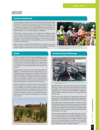 41
Nº184|julio2015|www.revistaelectricidad.cl
Informe Técnico
ACTORES
• Ceada
	 El director científico del Centro Agrícola del Desierto (Cea-
da), Manuel Paneque, destaca a Revista ELECTRICIDAD el
proyecto de cultivos dendroenergéticos para zonas áridas,
“donde hacemos estudios de adaptación y selección de
las especies que son más promisorias para introducirlas
en el desierto y que puedan reportar una producción de
biomasa”.
	 El Ceada está conformado por Compañía Minera Barrick
Zaldívar, la Universidad de Chile y Agroenergía S.A. La
investigación busca la extracción de energía mediante los
cultivos de Atriplex considerando tres especies: canescens,
halimus y nummularia. “De ellas la nummularia es capaz de
obtener una eficiencia energética, por lo que la biomasa
que se puede obtener de estas especies en el desierto es
altamente efectiva para el sistema”, precisa Paneque.
	 Según el especialista, el proyecto está en condiciones de
“promover algunos cultivos para que se comercialicen,
como el atriplex, pues nuestros estudios indican que tiene
rendimientos altos para las condiciones donde crecen. Es
una planta que tiene un valor alto para la producción de
biomasa que puede introducirse en cualquier sistema de
producción, y que se podría complementar con la energía
solar y eólica”.
• Consorcio Bioenercel
• Consorcio Desert Bioenergy
Plantaciones de cultivos energéticos de la Universidad de Chile.
Cultivos de algas marinas que desarrolla el Consorcio Desert
Bioenergy en el norte.
Académicos de la U. de Concepción en terrenos
de cultivos energéticos.
Foto:JuanCarlosRecabal-RevistaELECTRICIDAD.
Foto:Gentileza:DesertBioenergy.
Rodrigo Benavides, gerente general del Consorcio Desert
Bioenergy, afirma a este medio que desarrollan el cultivo de
microalgas “para la producción de bioproductos y biocom-
bustibles bajo un concepto de sustentabilidad, mediante la
utilización de terrenos que no tiene usos en la agricultura en
la zona norte”.
El Consorcio está integrado por Electroandina, filial de la
empresa E-CL, la Universidad de Antofagasta, Productora de
Algas Marinas, Universidad de la Frontera y Molinera Gorbea.
Según Benavides, el objetivo del proyecto “es validar a escala
industrial los prototipos de cultivos de microalgas y comenzar
a desarrollar el mercado de la alimentación acuícola con la
biomasa de microalgas de manera de pasar a la siguiente etapa
de la formulación de un proyecto industrial de producción de
microalgas en zona norte”.
“Hemos logrado implementar una planta piloto en los terre-
nos de la termoeléctrica de Tocopila propiedad de E-CL,
que ha permitido validar el desarrollo tecnológico tanto de
la producción de biomasa de microalgas, utilizando agua
de mar y el aprovechamiento de los gases de combustión
provenientes de la termoeléctrica para una mayor eficiencia
de los sistemas de cultivo”, agrega el ejecutivo.
Fernando Muñoz, académico de la Universidad de Concepción resalta
el proyecto “Introducción y evaluación del cultivo de Miscanthus y Pau-
lownia como fuente de biomasa lignocelulósica”, que se pueden usar
en calderas para la generación de energía.Bioenercel está formado por
Corfo, Fundación Chile, la Universidad de Concepción, Forestal Arauco,
CMPC, Masisa y la Universidad Católica de Valparaíso.
Según Muñoz, hasta el momento se han obtenidos resultados positivos
con las plantaciones de Paulownia en cuanto a poder calorífico, conte-
nidos de ceniza y la elaboración de pellets. “El próximo paso es escalar
el proyecto, pues el material producido está en un vivero para su comer-
cialización a productores en la zona del Biobío, para ir incrementándose
en proyectos industriales.
Muñoz sostiene a Revista ELECTRICIDAD que la idea es que estos
cultivos tengan un impacto social para que los pequeños propietarios
vendan el producto a empresas que usen energía calórica.
Foto:GentilezaUniversidaddeConcepción.
ACTORES
 