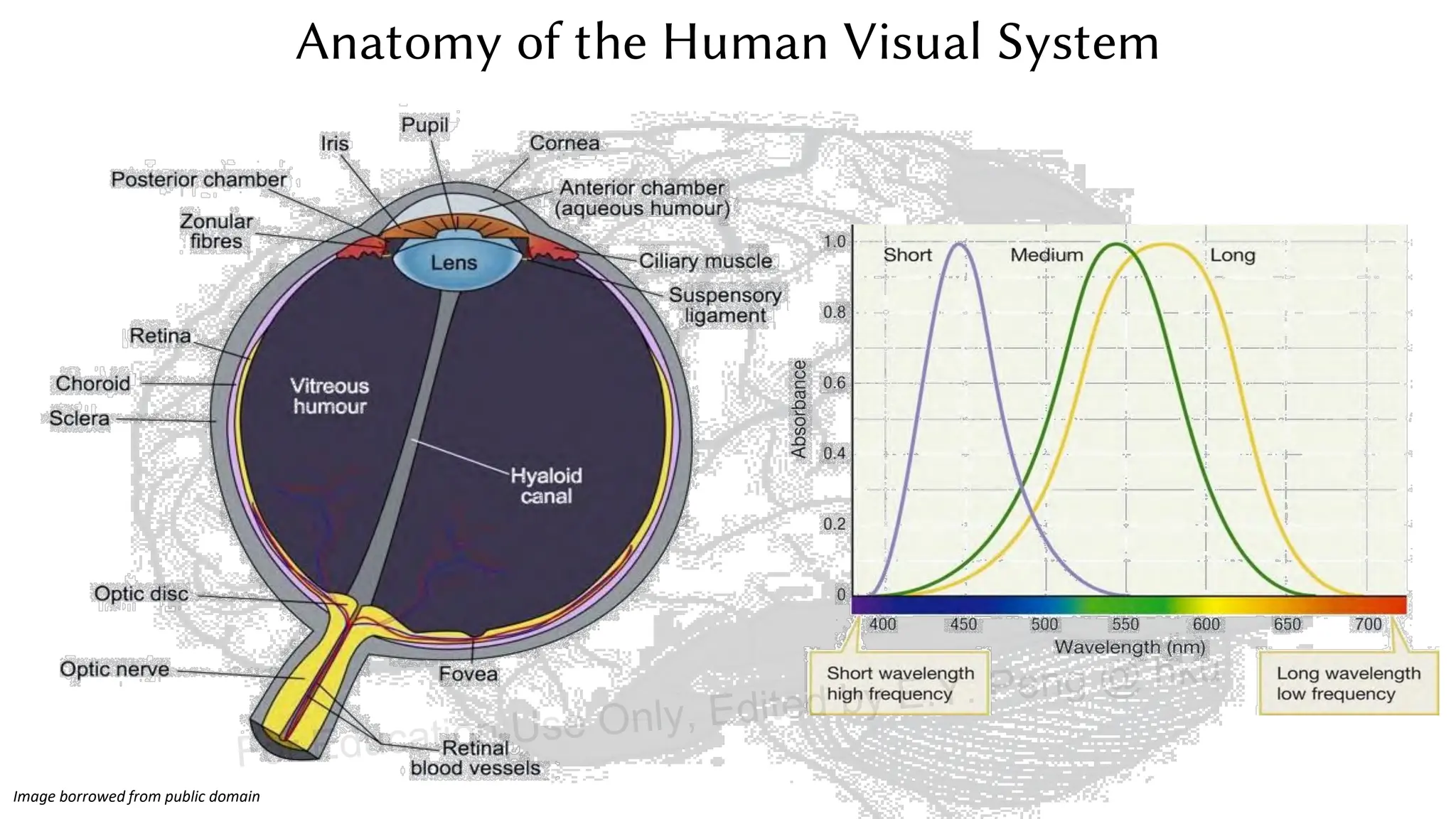 Anatomy of the Human Visual System
Image borrowed from public domain
For Education Use Only, Edited by E.Y. Peng @ hku
 