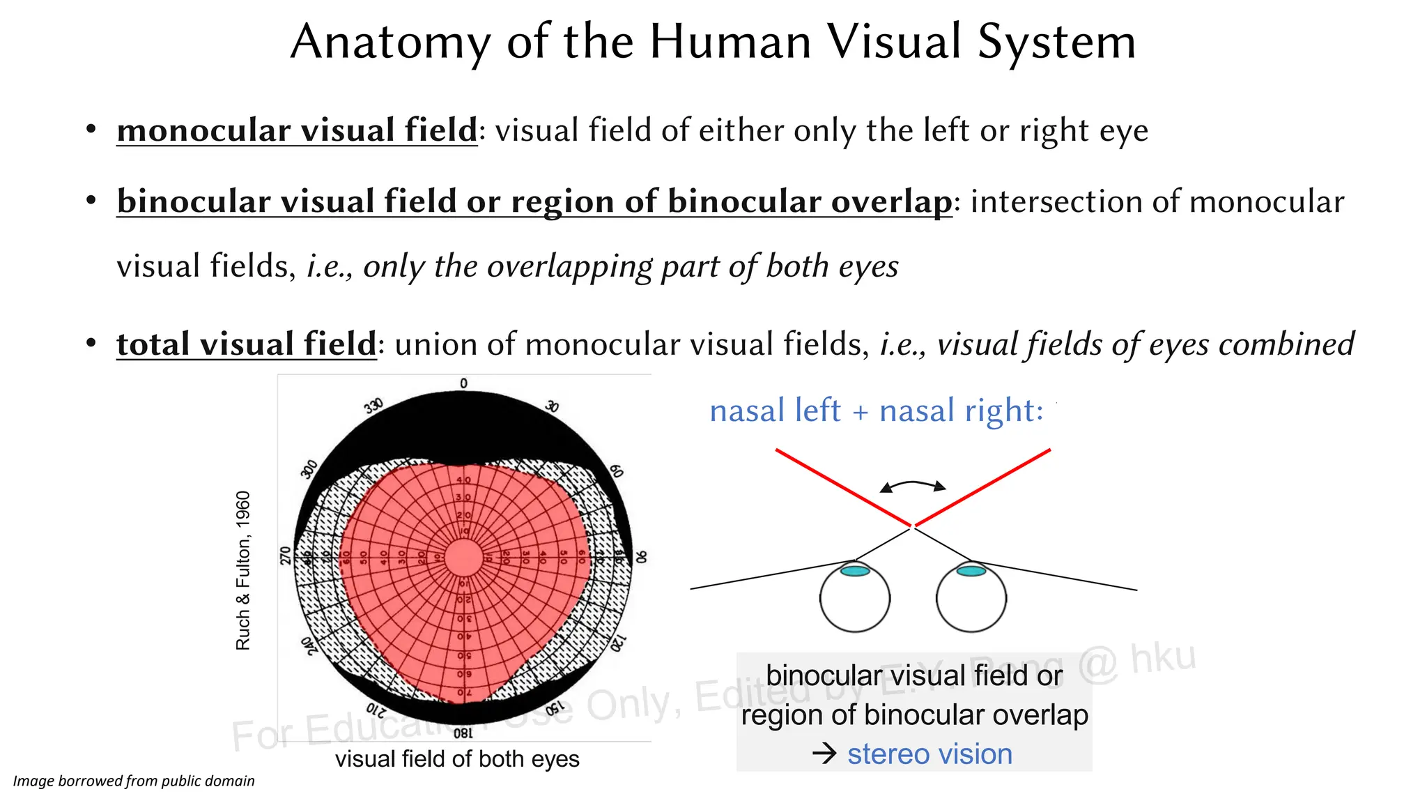 • monocular visual field: visual field of either only the left or right eye
• binocular visual field or region of binocular overlap: intersection of monocular
visual fields, i.e., only the overlapping part of both eyes
• total visual field: union of monocular visual fields, i.e., visual fields of eyes combined
visual field of both eyes
Ruch
&
Fulton,
1960
nasal left + nasal right: 120°
binocular visual field or
region of binocular overlap
→ stereo vision
Anatomy of the Human Visual System
Image borrowed from public domain
For Education Use Only, Edited by E.Y. Peng @ hku
 