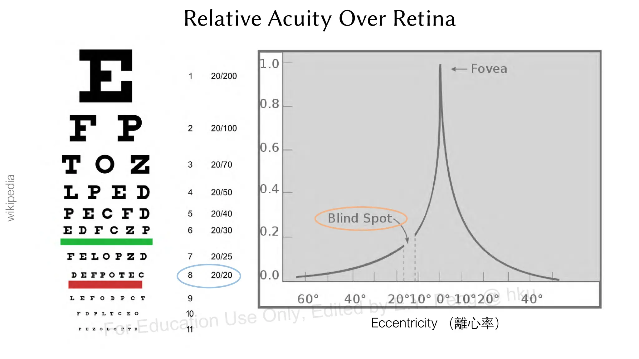 Relative Acuity Over Retina
Eccentricity （離心率）
wikipedia
For Education Use Only, Edited by E.Y. Peng @ hku
 