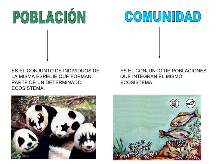 Como Se Relaciona El Individuo Y La Comunidad www.slideshare.net