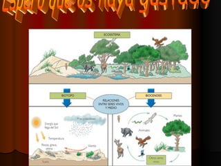 Espero que os haya gustado 