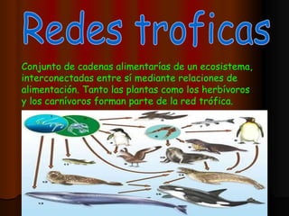 Redes troficas Conjunto de cadenas alimentarías de un ecosistema, interconectadas entre sí mediante relaciones de alimentación. Tanto las plantas como los herbívoros y los carnívoros forman parte de la red trófica. 