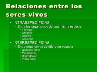 Relaciones entre los seres vivos INTRAESPECÍFICAS Entre los organismos de una misma especie Familias Gregaria Colonia Sociedad INTERESPECÍFICAS: Entre organismos de diferente especia Comensalismo Mutualismo Depredación Parasitismo 