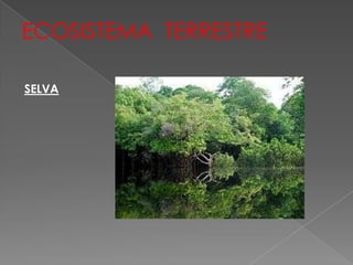 ECOSISTEMA TERRESTRE

SELVA
 