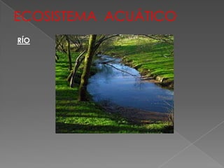 ECOSISTEMA ACUÁTICO
RÍO
 
