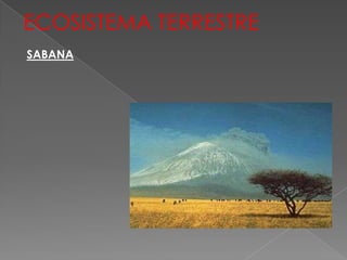 ECOSISTEMA TERRESTRE
SABANA
 