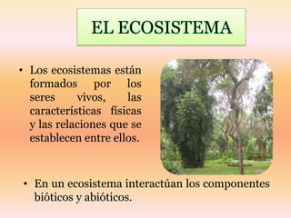 • Los ecosistemas están
  formados por los
  seres     vivos,    las
  características físicas
  y las relaciones que se
  establecen entre ellos.



• En un ecosistema interactúan los componentes
  bióticos y abióticos.
 